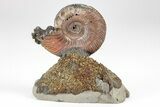 Iridescent, Pyritized Ammonite (Quenstedticeras) Fossil Display #209450-1